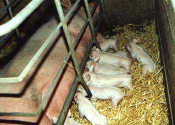 Junge Schweinchen - Nachwuchs - Ferkelchen - Bauernhof Bayerischer Wald