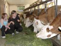 Landurlaub Schwandorf mit Natur Tiere Traktor