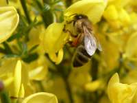 naturbilder-tiere-biene-bienen-blueten-150