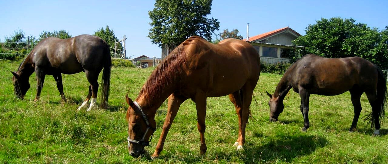 Feriengut Bauer in Hinterschmiding Sonndorf Ferienhaus Reiturlaub mit Hund 