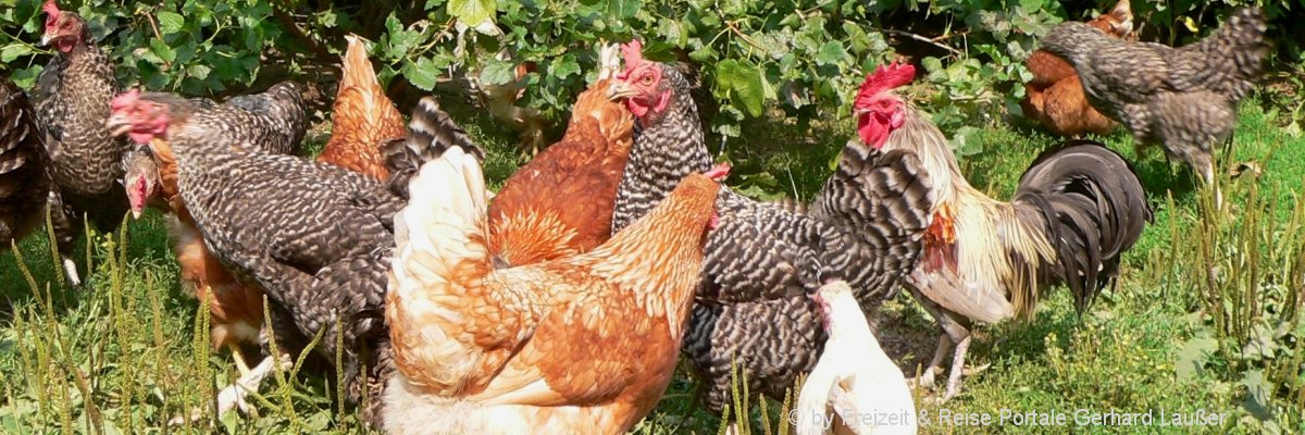Du betrachtest gerade Urlaub am Bio Bauernhof Bayerischer Wald
