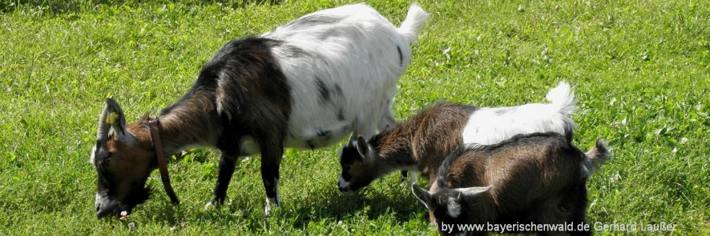 bauernhofurlaub-landkreis-regensburg-bauernhof-tiere-ziegen-panorama