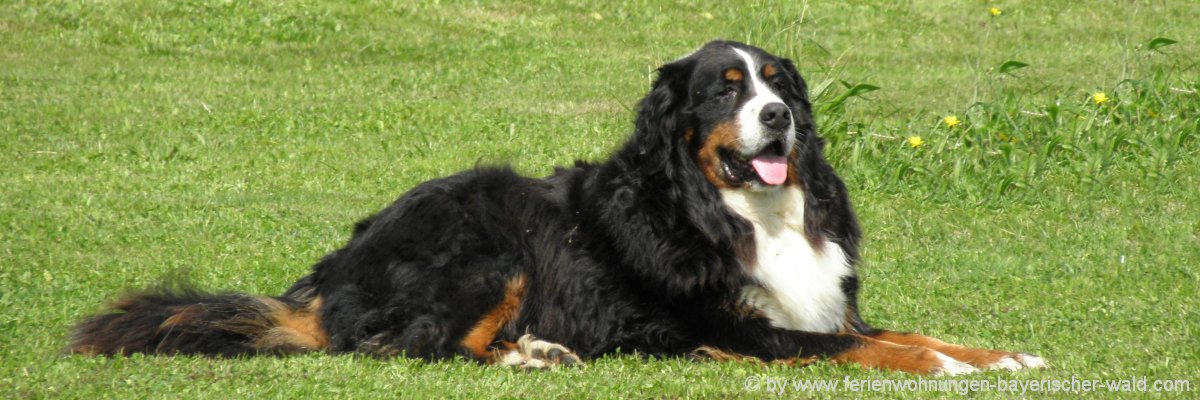 You are currently viewing Haustier & Hundehotels