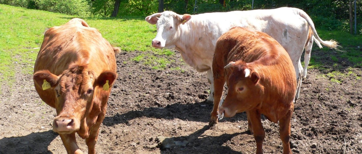 Bauernhofurlaub in Niederbayern Ferienwohnung Feigl in Saulburg weide mit Kühen