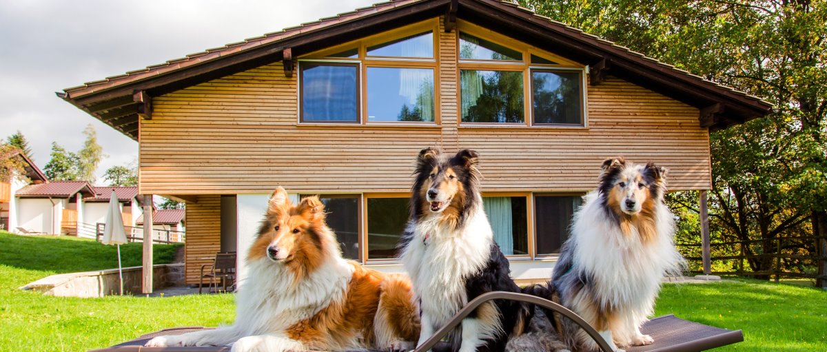 You are currently viewing Familienurlaub und Reiturlaub mit Hund in Bayern