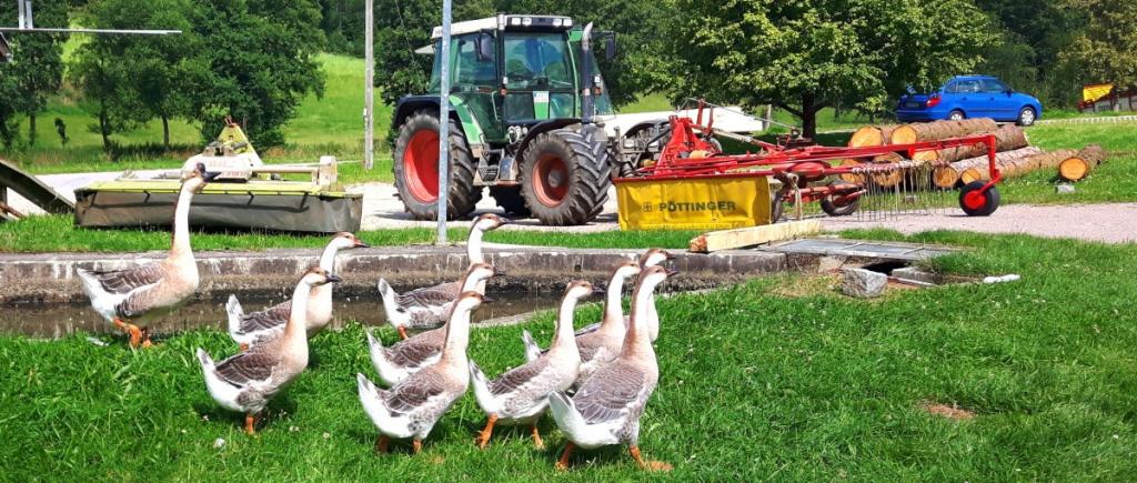 Bauernhof Urlaub am Ferienhof für Kinder Traktorfahren und Tiere füttern