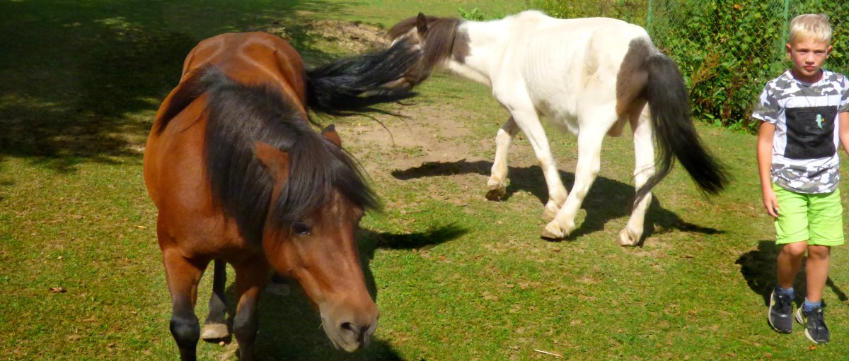 Ponyreiten am Bauernhof Fischer Johanna in Gschieß bei Furth im Wald