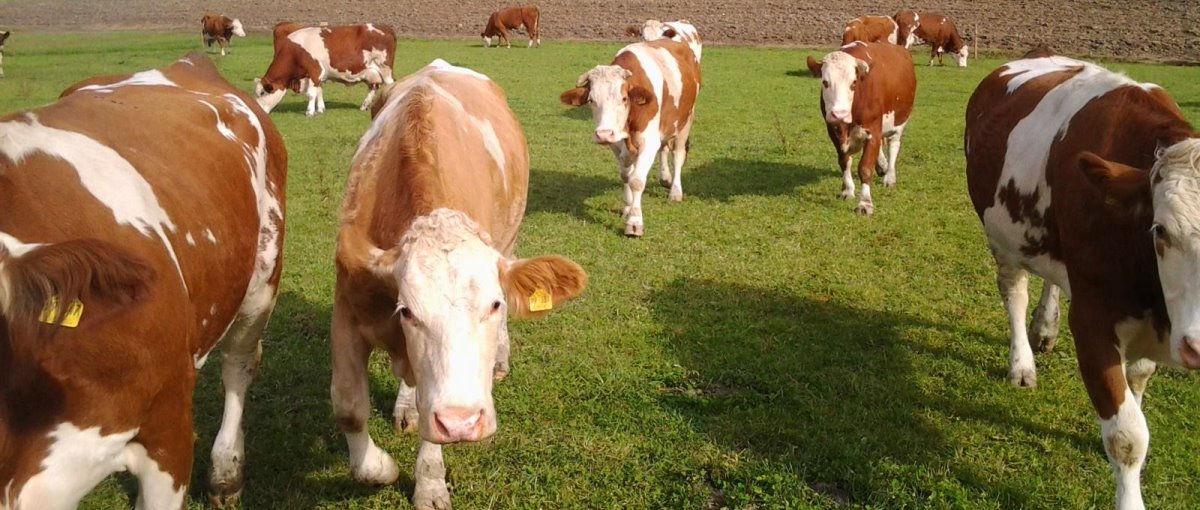 Bayerischer Wald Bauernhofurlaub in Patersdorf - Kühe auf der Weide