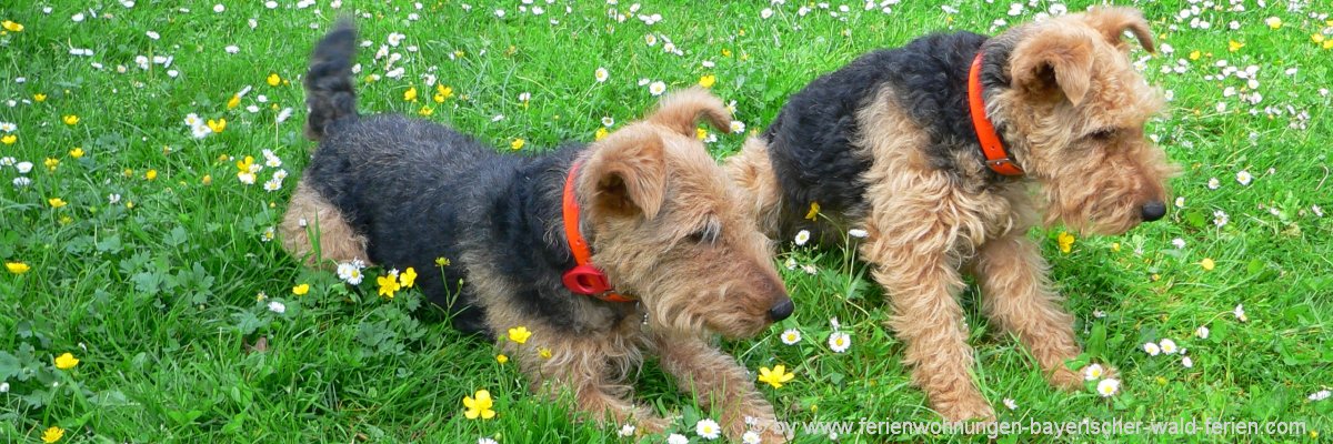 You are currently viewing Bayerischer Wald Gasthof mit Hund in Bayern