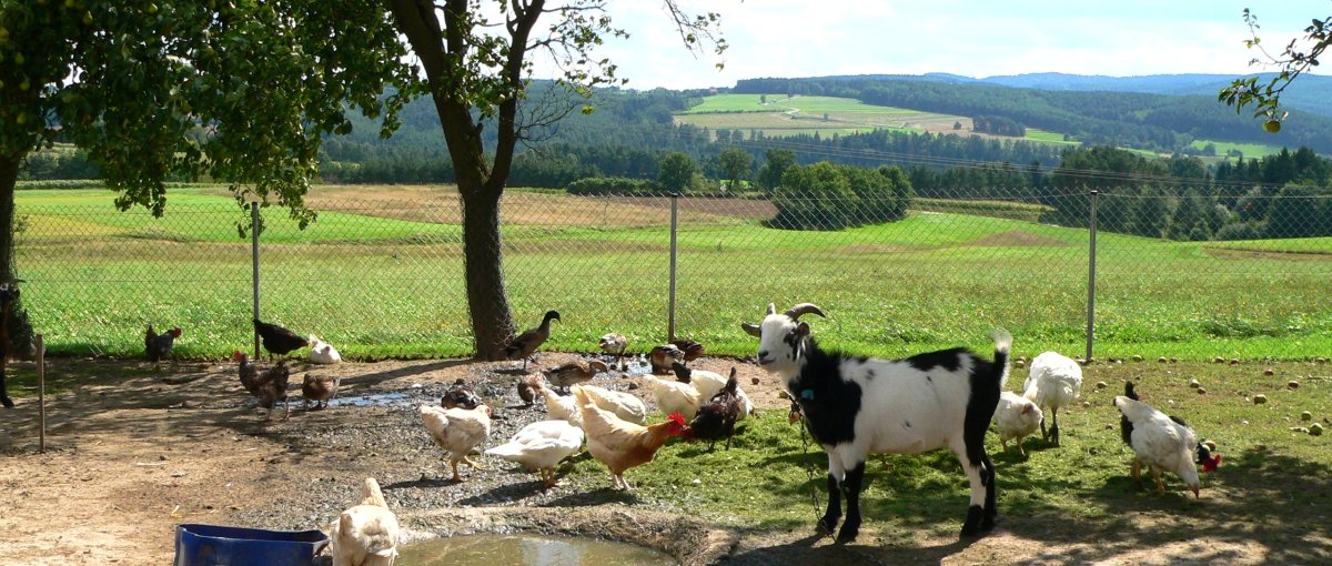 Urlaub auf dem Bauernhof in Kirchenrohrbach bei Walderbach im Regental