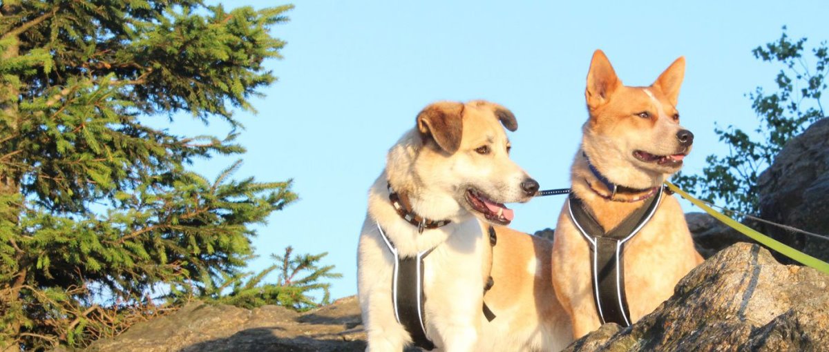 Sonnleitn Pension mit Hund in Zwiesel Bayerischer Wald Wandern mit Hund
