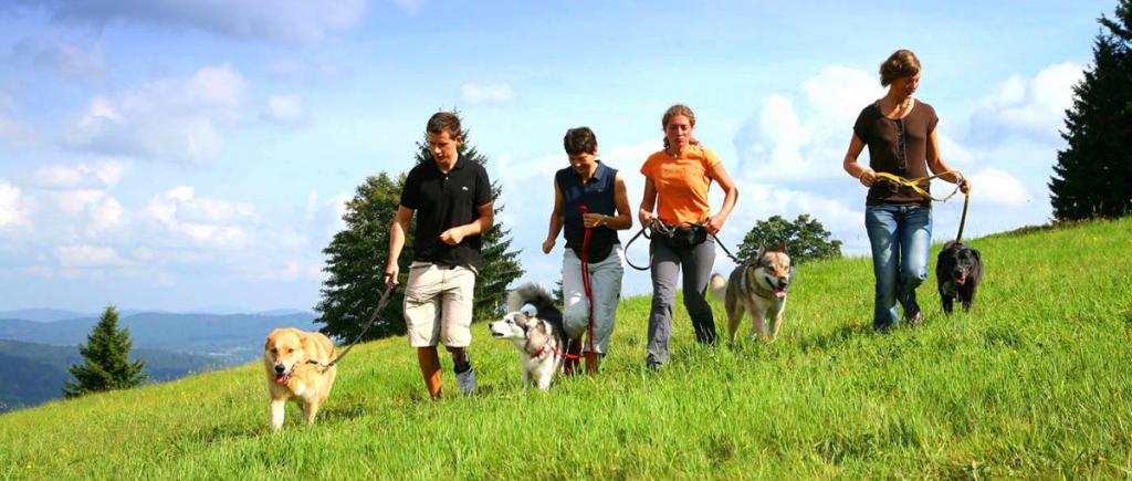 waldeck-koch-hunde-hotel-bayerischer-wald-hundetraining