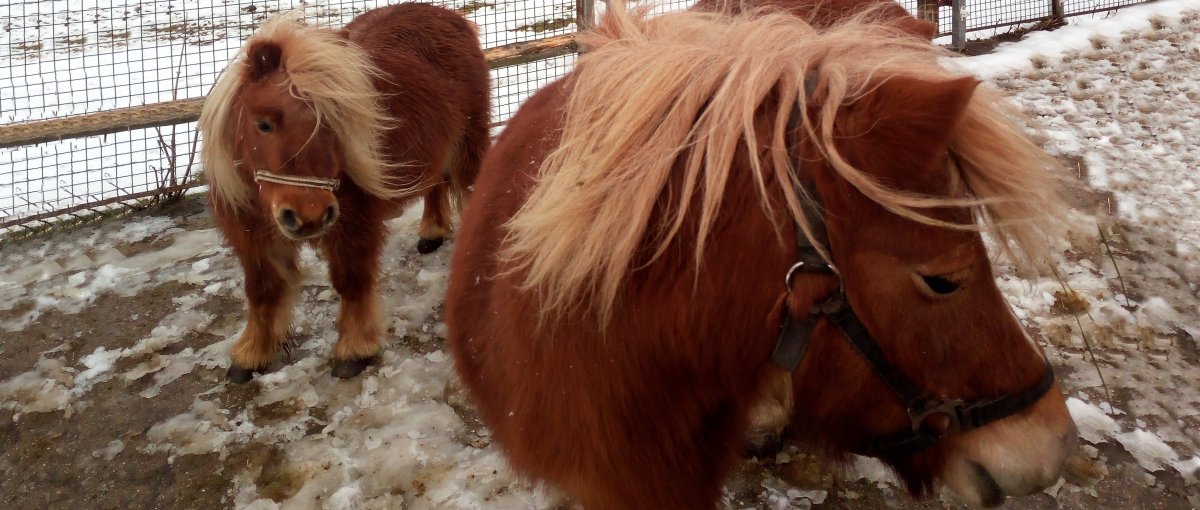Ferienhof mit Ponys Ferienwohnung mit Streichelzoo in Bayern