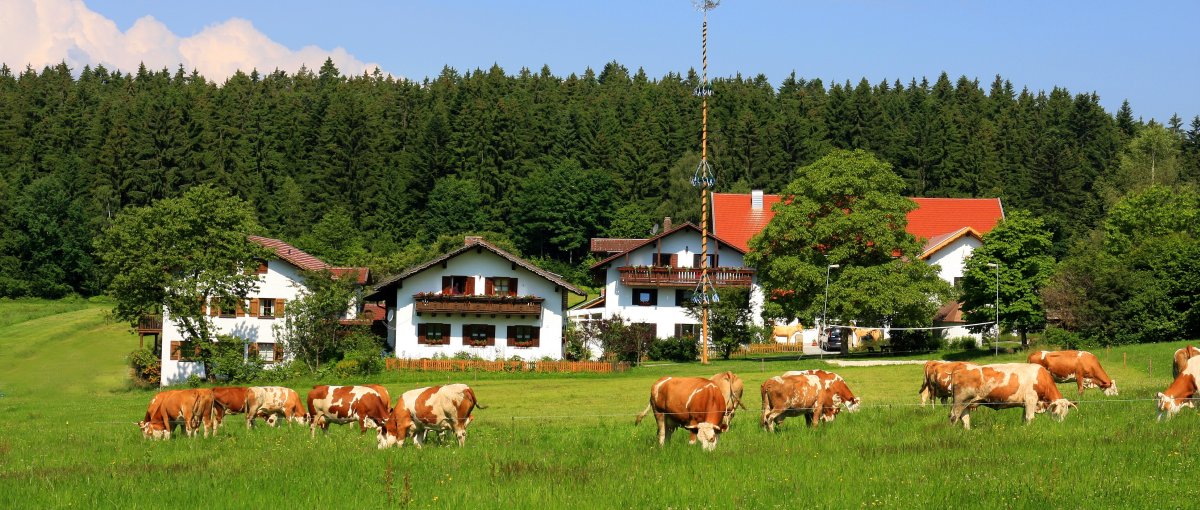 You are currently viewing Erlebnisbauernhof Wieshof in Kirchberg im Wald