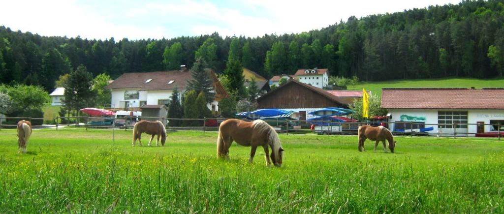 zankl-miltach-ferienhof-bad-kötzting-reiterhof-ferienwohnungen